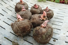 ���Y�i�̔����i��