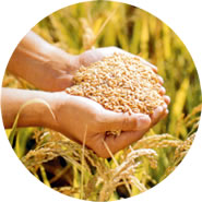 �i��Ёj�O�����W�������Z���^�[��܂т�