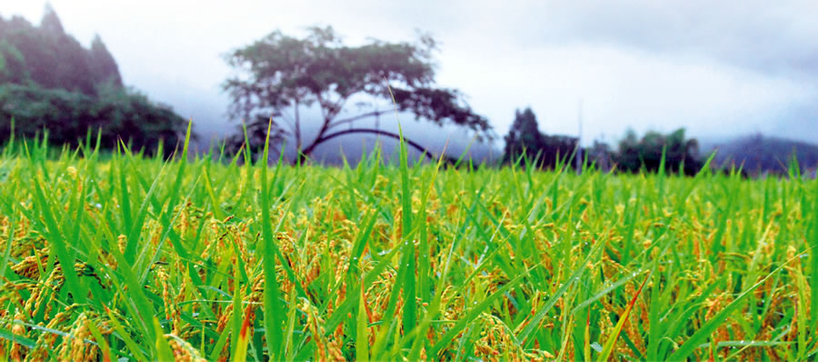 �i��Ёj�O�����W�������Z���^�[��܂т�