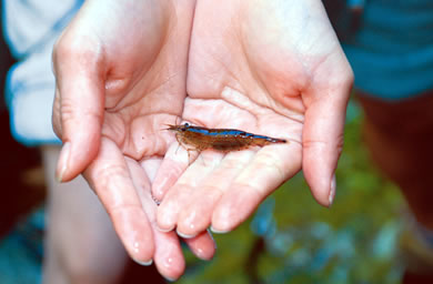 �O�����W�������Z���^�[��܂т� �ό���