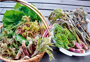 �O�����W�������Z���^�[��܂т� �ό���